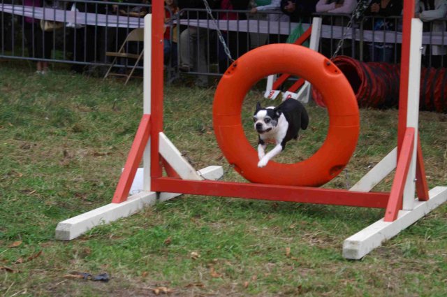 foire-haricots 2011-09-17et18